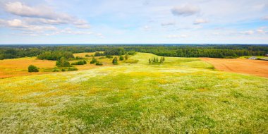 Wildflowers close-up. Panoramic view of the blooming chamomile field. Floral pattern. Setomaa, Estonia. Environmental conservation, gardening, alternative medicine, ecotourism