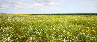 Wildflowers close-up. Panoramic view of the blooming chamomile field. Floral pattern. Setomaa, Estonia. Environmental conservation, gardening, alternative medicine, ecotourism