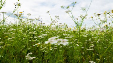 Wildflowers close-up. Panoramic view of the blooming chamomile field. Floral pattern. Setomaa, Estonia. Environmental conservation, gardening, alternative medicine, ecotourism