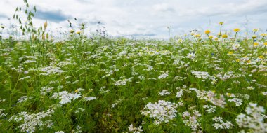 Wildflowers close-up. Panoramic view of the blooming chamomile field. Floral pattern. Setomaa, Estonia. Environmental conservation, gardening, alternative medicine, ecotourism