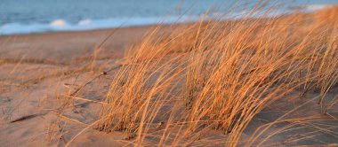 Gün batımında Baltık kıyısı. Kum tepeleri, bitkiler (Ammophila) yakın çekim. Yumuşak güneş ışığı, altın saat. Çevresel koruma, eko-turizm, doğa, mevsimler. Sıcak kış, iklim değişikliği. Makrofotoğrafçılık