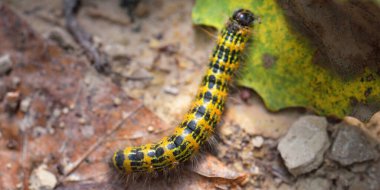 Sarı tırtıl Pieris sutyen ve taş arka plan, yakın plan. Böcekler, fauna, entomoloji, biyoloji, doğa, ekoloji, çevre koruma, tarımsal hasar