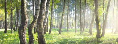 Açık ve güneşli bir günde yeşil huş ağacı ormanı. Halk parkı. Ağaç gövdeleri yakın plan. Saf güneş ışığı, gün ışığı, güneş ışınları. Ekoloji, eko turizm, kuzey yürüyüşü, manzara tasarımı, peyzaj.