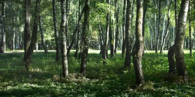 Açık ve güneşli bir günde yeşil huş ağacı ormanı. Halk parkı. Ağaç gövdeleri yakın plan. Saf güneş ışığı, gün ışığı, güneş ışınları. Ekoloji, eko turizm, kuzey yürüyüşü, manzara tasarımı, peyzaj.