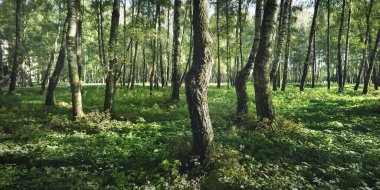 Açık ve güneşli bir günde yeşil huş ağacı ormanı. Halk parkı. Ağaç gövdeleri yakın plan. Saf güneş ışığı, gün ışığı, güneş ışınları. Ekoloji, eko turizm, kuzey yürüyüşü, manzara tasarımı, peyzaj.