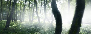 Açık ve güneşli bir günde yeşil huş ağacı ormanı. Halk parkı. Ağaç gövdeleri yakın plan. Saf güneş ışığı, gün ışığı, güneş ışınları. Ekoloji, eko turizm, kuzey yürüyüşü, manzara tasarımı, peyzaj.