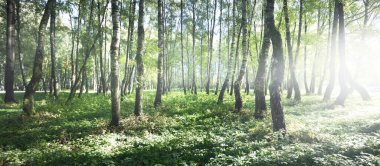 Açık ve güneşli bir günde yeşil huş ağacı ormanı. Halk parkı. Ağaç gövdeleri yakın plan. Saf güneş ışığı, gün ışığı, güneş ışınları. Ekoloji, eko turizm, kuzey yürüyüşü, manzara tasarımı, peyzaj.