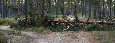 Tek şeritli kırsal yol (patika) devrilmiş çam ağacı tarafından kapatıldı. Fırtına, fırtına, kasırga gibi. Sonbaharın başında. Letonya, Avrupa. Çevre, ekolojik sorunlar, iklim değişikliği, ekoloji, tehlike
