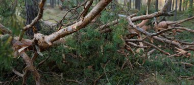 Tek şeritli kırsal yol (patika) devrilmiş çam ağacı tarafından kapatıldı. Fırtına, fırtına, kasırga gibi. Sonbaharın başında. Letonya, Avrupa. Çevre, ekolojik sorunlar, iklim değişikliği, ekoloji, tehlike