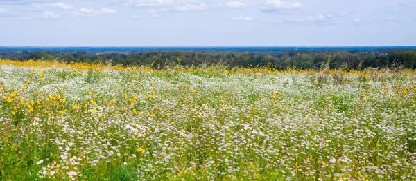 Panoramic Aerial View Blooming Chamomile Field Forest Summer Floral Pattern — Fotografie, imagine de stoc