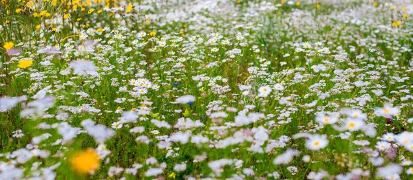 Wildflowers Close Panoramic View Blooming Chamomile Field Floral Pattern Setomaa — 스톡 사진