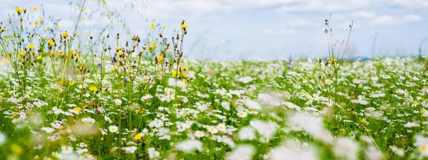 Wildflowers Close Panoramic View Blooming Chamomile Field Floral Pattern Setomaa — стоковое фото