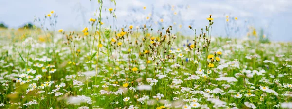 Wildflowers Close Panoramic View Blooming Chamomile Field Floral Pattern Setomaa — стоковое фото