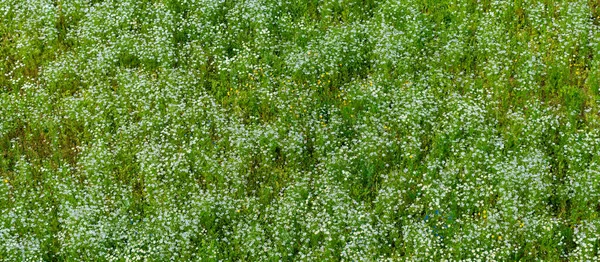 Panoramautsikt Över Blommande Kamomillfält Grönt Gräs Sommar Blommönster Setomaa Estland — Stockfoto