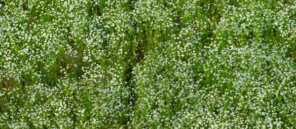 Panoramic Aerial View Blooming Chamomile Field Green Grass Summer Floral — Stock Photo, Image