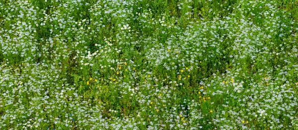 カモミール畑の開花のパノラマの空中ビュー 緑の草 夏の花模様 エストニアのセトマー 野生の花を閉じる 環境保全 代替医療 エコツーリズム — ストック写真