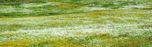 Vista Aérea Panorâmica Campo Camomila Florescente Grama Verde Padrão Floral — Fotografia de Stock