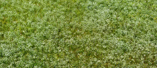 Vue Aérienne Panoramique Champ Camomille Fleurs Herbe Verte Motif Floral — Photo