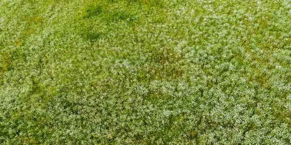 Панорамний Вигляд Квітучого Поля Парашутом Зелена Трава Літо Квіткове Сетомаа — стокове фото