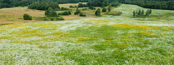 Panoramic Aerial View Blooming Chamomile Field Forest Summer Floral Pattern — Stock Photo, Image