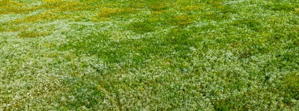 Çiçek açan papatya tarlasının panoramik hava görüntüsü. Yeşil çimenler. Yaz çiçekleri deseni. Setomaa, Estonya. Yaban çiçekleri yakın plan. Çevre koruma, bahçıvanlık, alternatif tıp, eko-turizm