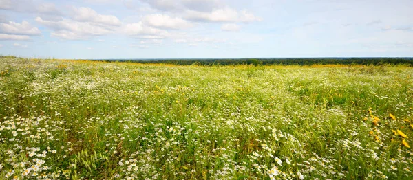 Wildflowers Close Panoramic View Blooming Chamomile Field Floral Pattern Setomaa — Stock fotografie