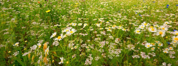 Αγριολούλουδα Κοντά Πανοραμική Θέα Του Ανθισμένου Πεδίου Χαμομηλιού Σχέδιο Λουλουδιού — Φωτογραφία Αρχείου