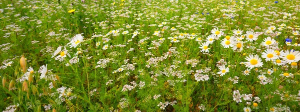 Wildflowers Close Panoramic View Blooming Chamomile Field Floral Pattern Setomaa — Zdjęcie stockowe