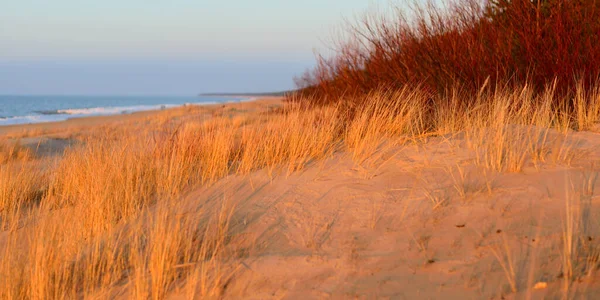 日没のバルト海の海岸 両生類 のクローズアップ 柔らかい日差し 黄金の時間 環境保全 エコツーリズム 暖かい冬 気候変動 マクロ写真 — ストック写真