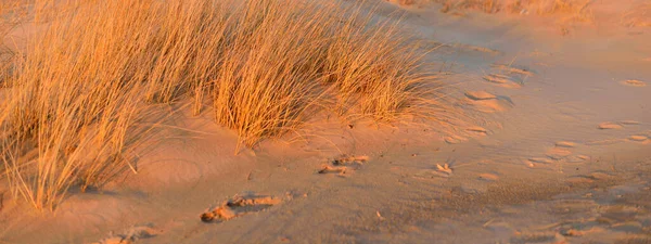 Baltic Sea Shore Sunset Sand Dunes Plants Ammophila Close Soft — Stock Photo, Image
