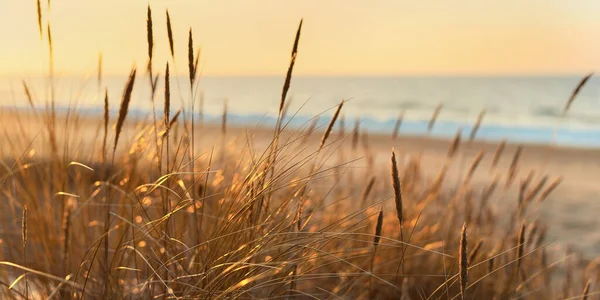 Baltic sea shore at sunset. Sand dunes, plants (Ammophila) close-up. Soft sunlight, golden hour. Environmental conservation, ecotourism, nature, seasons. Warm winter, climate change. Macrophotography