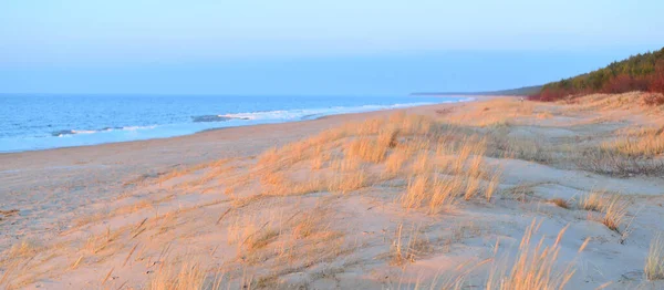 Ostseestrand Bei Sonnenuntergang Sanddünen Pflanzen Ammophila Aus Nächster Nähe Sanftes — Stockfoto