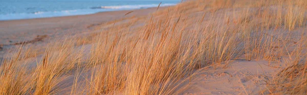 日没のバルト海の海岸 両生類 のクローズアップ 柔らかい日差し 黄金の時間 環境保全 エコツーリズム 暖かい冬 気候変動 マクロ写真 — ストック写真