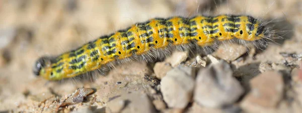 Żółta Gąsienica Pieris Brassicae Kamienne Tło Zbliżenie Owady Fauna Entomologia — Zdjęcie stockowe