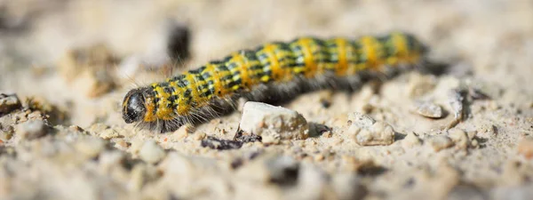 Gul Larve Pieris Brassicae Stenbaggrunden Close Insekter Fauna Entomologi Biologi - Stock-foto