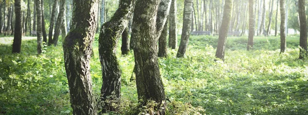 Açık ve güneşli bir günde yeşil huş ağacı ormanı. Halk parkı. Ağaç gövdeleri yakın plan. Saf güneş ışığı, gün ışığı, güneş ışınları. Ekoloji, eko turizm, kuzey yürüyüşü, manzara tasarımı, peyzaj.