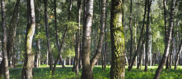 Grüner Birkenwald Einem Klaren Sonnigen Tag Öffentlicher Park Baumstämme Aus — Stockfoto