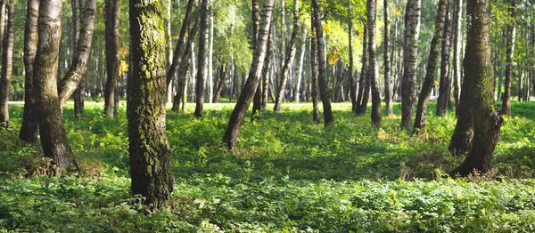 Grüner Birkenwald Einem Klaren Sonnigen Tag Öffentlicher Park Baumstämme Aus — Stockfoto