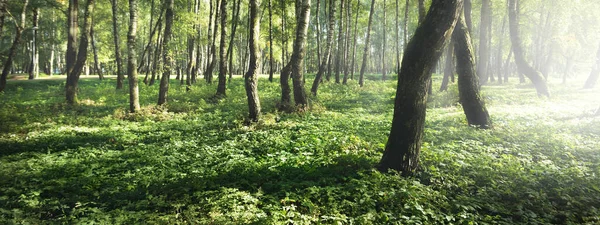 Zielony Las Brzozowy Słoneczny Dzień Publiczny Park Pnie Drzew Bliska — Zdjęcie stockowe