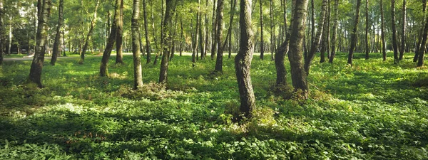 Grüner Birkenwald Einem Klaren Sonnigen Tag Öffentlicher Park Baumstämme Aus — Stockfoto