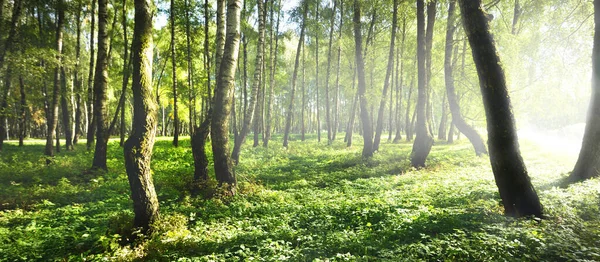 Floresta Bétula Verde Num Dia Ensolarado Parque Público Troncos Árvore — Fotografia de Stock
