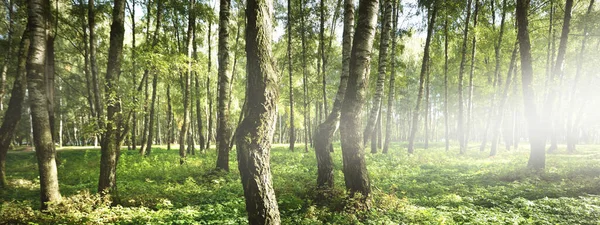 晴朗的晴天 翠绿的白桦林 树树干特写 生态旅游 景观设计 景观美化 — 图库照片