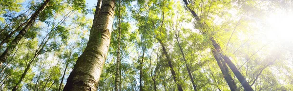 Blick Den Grünen Birkenwald Einem Klaren Tag Öffentlicher Park Baumstämme — Stockfoto