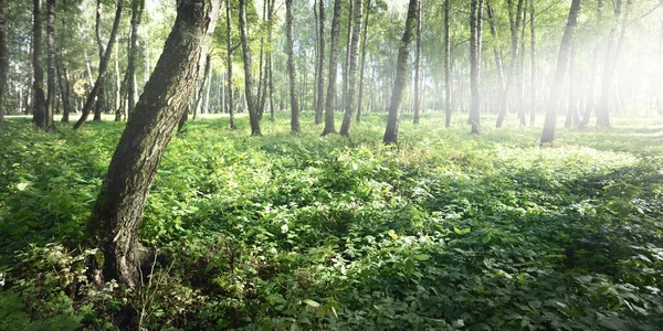 Zelený Březový Les Jasného Slunečného Dne Veřejný Park Kmeny Stromů — Stock fotografie