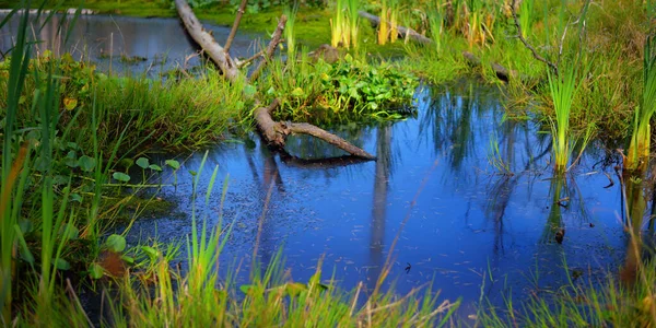Ein Kleiner Sumpf See Immergrünen Wald Moosige Baumstämme Pflanzen Aus — Stockfoto