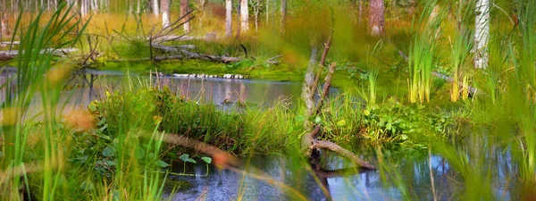 常绿森林中的一个小沼泽 苔藓木料 植物特写 北部林地 飓风过后倒下的树 宁静的风景 生态系统 环境保护 — 图库照片