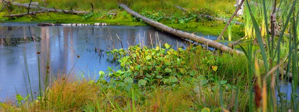 Pequeño Pantano Lago Bosque Siempreverde Troncos Musgosos Plantas Cerca Bosque — Foto de Stock