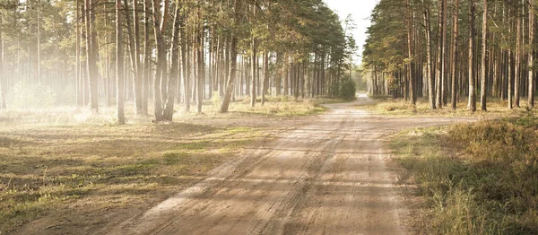 Sentiero Tortuoso Attraverso Foresta Sempreverde Tramonto Muro Pini Possenti Primo — Foto Stock