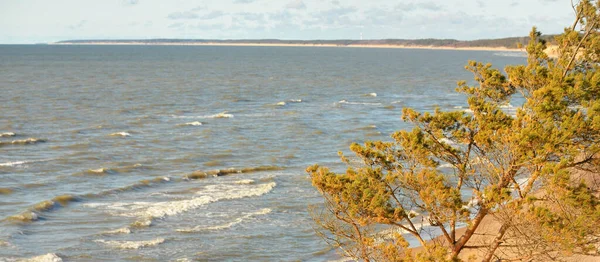 Aerial View Sandy Jurkalne Coast Stormy Sky Baltic Sea Pine — стокове фото