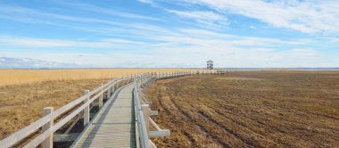 Hollanda 'nın güneşli bir bahar gününde, göldeki kuş izleme kulesine giden ahşap bir patika. Sığ su. Açık mavi gökyüzü ve sirrus bulutları. Çevre koruma teması
